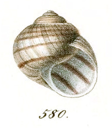 Helix figulina